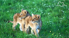 「アフリカ大平原 赤ちゃんライオン! 百獣の王をめざせ」