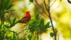 「ハワイ島 野鳥の楽園 森を舞うミツスイ 進化の秘密を探る」