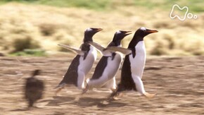「大西洋フォークランド諸島 激走ペンギン!走りの技を受け継げ」