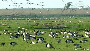 「オランダ 干拓の大地 キツネ疾走! ハイイロガンを狩る」