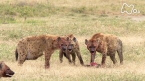 「タンザニア ンゴロンゴロ ハイエナ 巨大カルデラで大繁栄!」