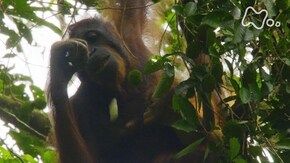 「マレーシア ボルネオ島 オランウータン 一斉結実の森に集う」