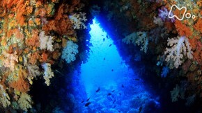 「世界遺産 宗像・沖ノ島 巨岩とサンゴの海に命があふれる」