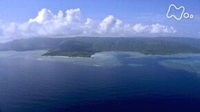 「沖縄 西表島 シロアリがヤマネコの森を育む」