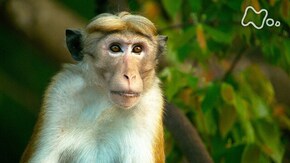 「スリランカ 試練の乾季 トクモンキー 群雄割拠の森を生き残れ」