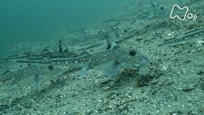 「カナダ バンクーバー島 謎の深海魚ギンザメを追う!」