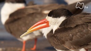 「アフリカ ザンベジ川 奇っ怪なクチバシ!ハサミアジサシの謎に迫る」