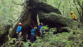 「世界遺産 屋久島 伝説の巨大杉を探せ!」