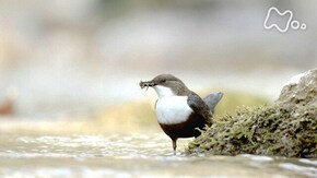 「東欧ルーマニア 神秘の滝 桃源郷にカワガラスが舞う」
