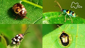 「中米コスタリカ 熱帯の森 探検昆虫学者が迫る!超絶サバイバル術」