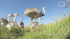 「南米ウルグアイ 育メン巨鳥レア 大牧場の子育てに迫る!」
