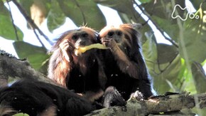 「ブラジル大西洋岸の森 小さなサル 家族の絆で生き残れ!」