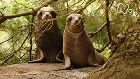 「ニュージーランド オタゴ半島 帰ってきたアシカ!森で命をつなぐ」