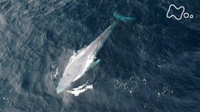 「オーストラリア ブレマーベイ シロナガスVSシャチ 奇跡の海に巨大生物が集う」