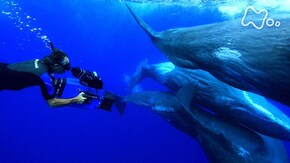 「世界の大海原 クジラの叡智(えいち)に迫る!」