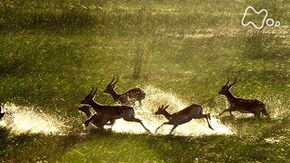 「アフリカ オカバンゴ湿地帯 水の魔法が命の躍動を生み出す」