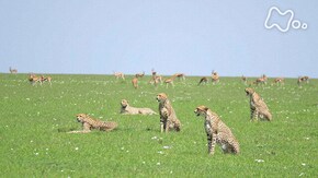 「アフリカ大サバンナ 最新報告!群れを作った5頭のチーター」