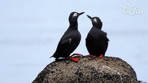 「海鳥の楽園 北海道 天売島 ウトウが群舞し ケイマフリが躍動する」