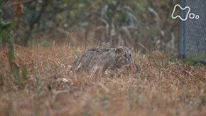 「絶滅から救え!日本の野生動物」