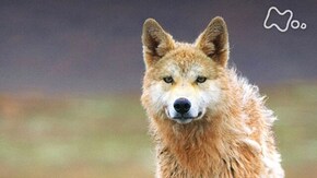 「チベット高原 幻のオオカミ 天空を駆ける!」