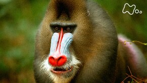 野生の王国 アフリカ 「熱帯の森をサルが生き抜く!」