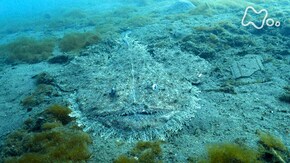 「伊豆半島西海岸 怪魚大集合! アンコウ驚異の狩り」
