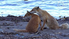 「世界遺産 知床 キタキツネ大家族 海辺に生きる」