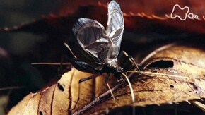 「潜入!足元のにぎやかな世界 知られざる昆虫のコミュニケーション」