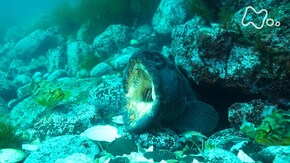 「世界遺産 知床の海 オオカミウオが闘い シマフクロウ舞う」