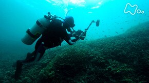 自然写真家 野生へのまなざし 「中村征夫 東京湾と沖縄 海はいい!みんな生きている!」