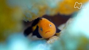 「世界自然遺産 西表島 豪華絢爛(けんらん)!知られざるハゼの世界」