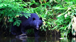 自然写真家 野生へのまなざし 「前川貴行 見つめあう 認めあう 素顔に迫る」