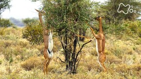 「乾燥の大地 サンブル 動物たちの生き残り戦略を追う」