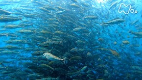 「北海道よみがえる日本海 沸き立つニシン 海貫くホッケ」