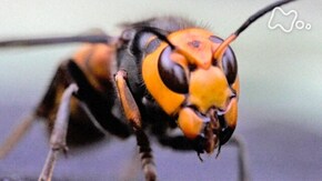 「日本最強昆虫の1年 オオスズメバチ 家族の力で命をつなぐ」