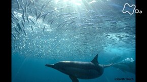 「南アフリカの海 海の大スペクタクル“サーディン・ラン”を追う」