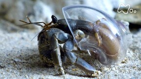 「沖縄やんばる 海から陸へ オカヤドカリ繁栄の秘密に迫る」