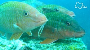 「紀伊半島潮岬 オジサン大集結!命わきあがる海」