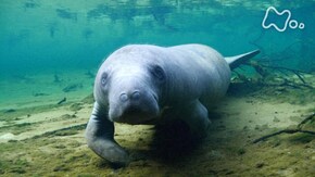 アメリカ フロリダ半島 追跡!マナティー 謎の大移動