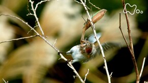 鳥を襲う最強ハンター カマキリ 究極の狩りの技を見た!