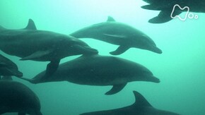 鹿児島錦江湾 火山の海にイルカが跳ね 魚が躍る!
