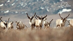 アラスカ悠久の自然 星野道夫が見たトナカイ大集結