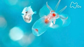4K国際共同制作 流氷からの贈リ物
