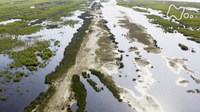 世界自然遺産ドナウ・デルタ 謎のハンター ジャッカルに迫る