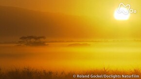 悠久の大地アフリカ 絶滅の危機を乗り越えろ!サイ親子の愛と絆