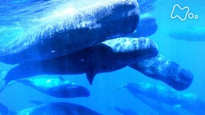 世界遺産 小笠原の海 ダイオウイカvs.マッコウクジラ 伝説の闘いに迫る