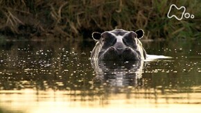 国際共同制作 オカバンゴ 水の魔法が生み出すアフリカの奇跡