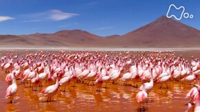 地球大劇場! アメリカ大陸 命の躍動を追う