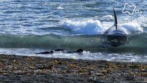 海のハンター シャチ 波打ちぎわの襲撃 南米 パタゴニア