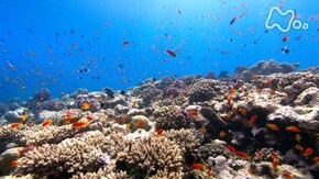 国際共同制作 ディープオーシャン II 神秘の海 紅海 深海の魔境と巨大ザメ